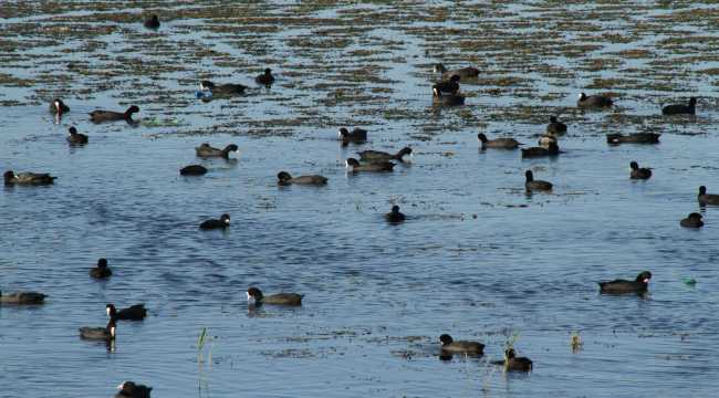 Sığlaşan göl kıyılarına balıkçıl kuşlar akın etti