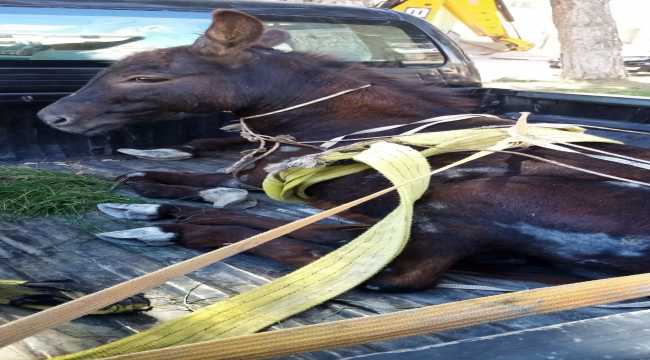 Sivas'ta aracın çarpması sonucu ayağı kırılan eşek, İzmir'de tedavi edilecek