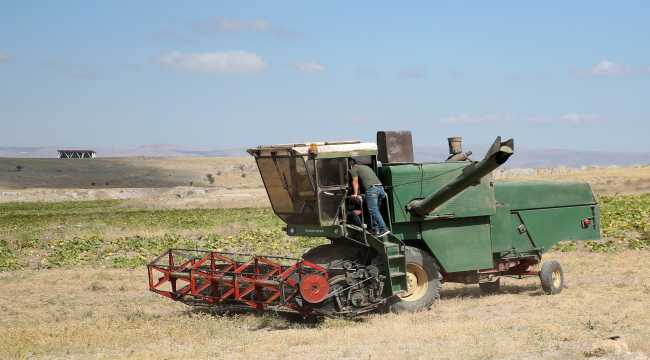 Talas Belediyesi, üniversitenin atıl arazisinde nohut yetiştirdi

