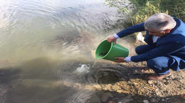 Ulaş Gölü'ne yavru sazan bırakıldı