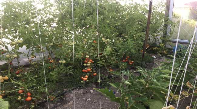 Ulaş'ta organik serayla ihtiyaç sahibi öğrenci ve ailelere destek veriyorlar