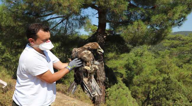 Yaralı kaya kartalı ile kızıl şahin tedavilerinin ardından doğaya salındı 