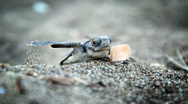Yavru deniz kaplumbağalarının Mersin kumsallarında zorlu yaşam yolculuğu