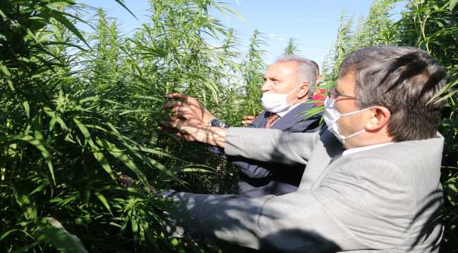 Yozgat Bozok Üniversitesinden endüstriyel kenevir atağı