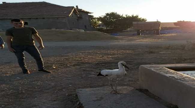Yozgat'ta enerji ekipleri yuvada mahsur kalan leyleği kurtardı