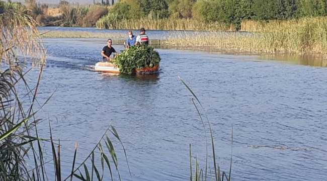 Aksu Çayı'ndaki adaya Hint keneviri ektiği öne sürülen 3 şüpheli yakalandı 
