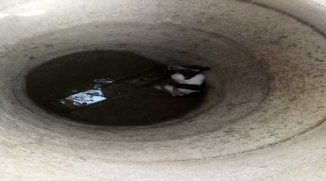 Hatay'da kanalizasyon çukuruna düşen köpek yavrusu kurtarıldı