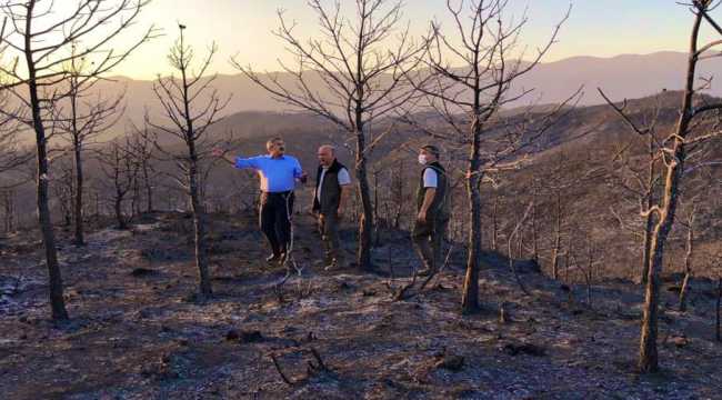 Hatay'daki yangında zarar gören alanlar ağaçlandırılacak 