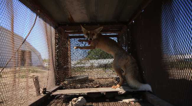 Horozunu yiyen tilkiyi film sahnesinden esinlenerek kurduğu kafesle yakaladı
