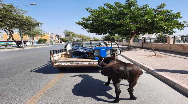 Mersin'de kamyonete bağlanarak sürüklenen eşeği polis kurtardı 