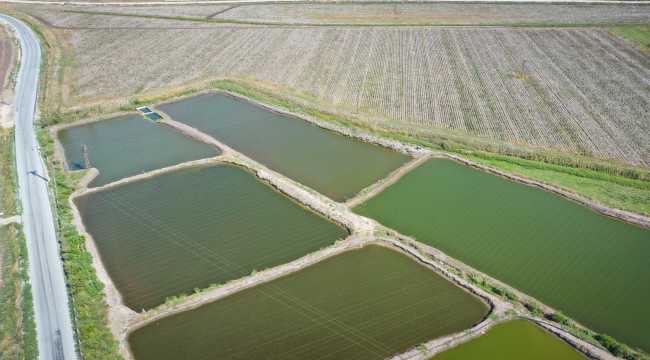 Pamuk tarlalarının arasında 