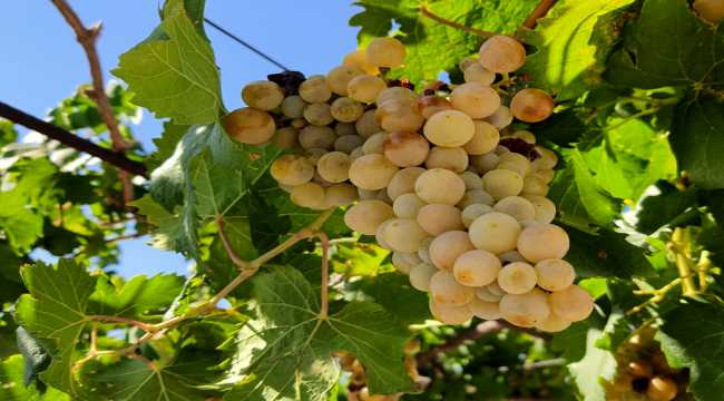 Şifa deposu üzüm pekmezinin sofralara uzanan yolculuğu