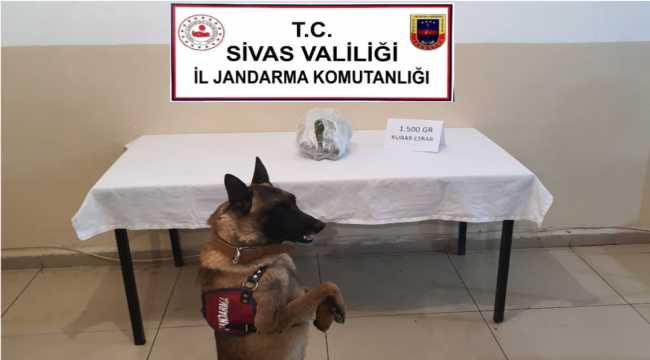 Sivas'ta 1,5 kilogram esrar ele geçirildi 