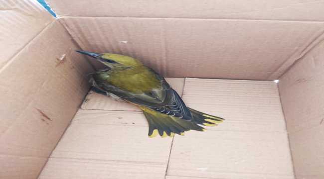 Yaralı halde bulunan sarı asma kuşu tedaviye alındı