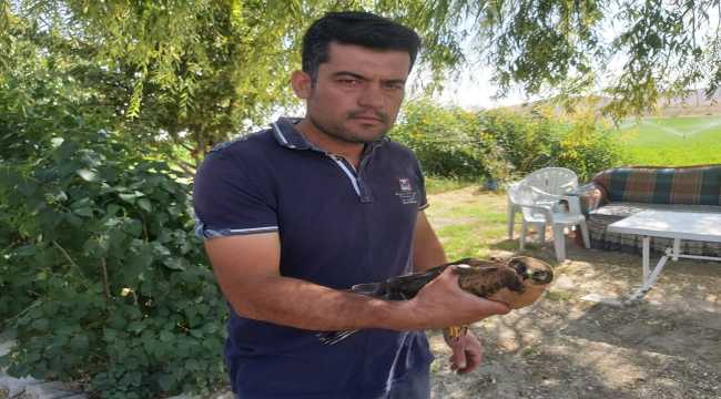 Yonca tarlasında bulduğu yaralı yavru kızıl şahini tedavi ettirdi