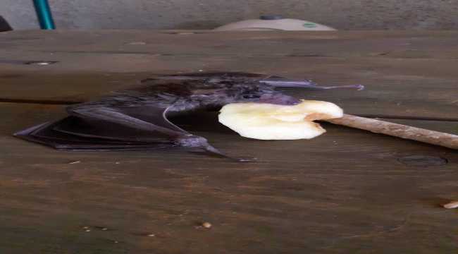 Adana’da bitkin haldeki yarasa yavrusu tedavisinin ardından doğaya salındı
