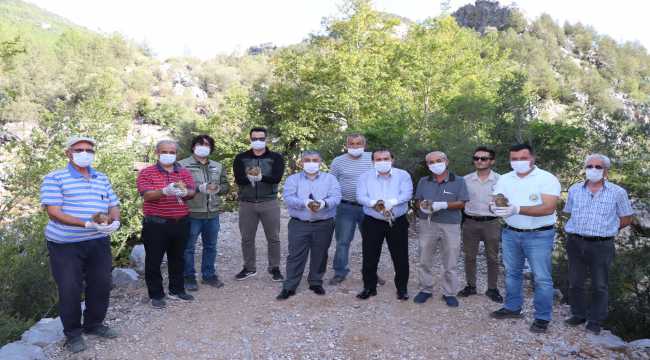 Akseki'de 750 sülün doğayla buluştu