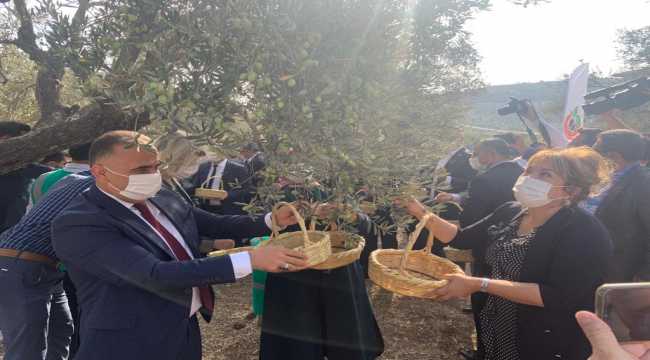 Altınözü'nde zeytin hasadı etkinliği