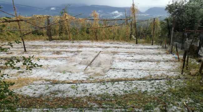 Antalya'da dolu yağışı meyve ağaçlarına zarar verdi
