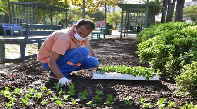 Antalya dikilen çiçeklerle renklenecek