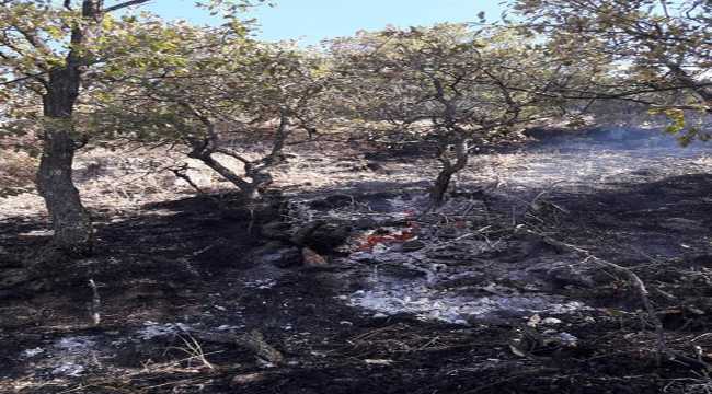 Beypazarı ilçesinde çıkan orman yangını kontrol altına alındı