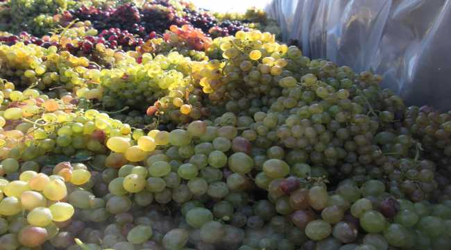 Beypazarı'nda bağ bozumu ve pekmez zamanı