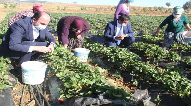 Başkan Altay, çalışan kadınlarla birlikte çilek hasadı yaptı