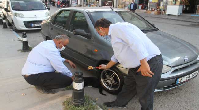 Çıktığı ağaçtan inemeyen kediyi itfaiye ekipleri kurtardı