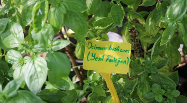 EXPO 2021 Hatay 2 bin 200 bitki türünün vitrini olacak 