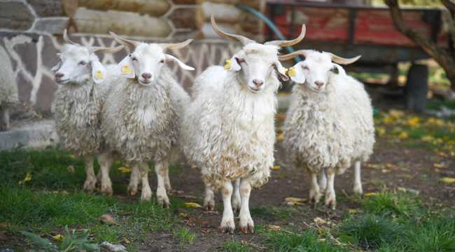 Güdül'den getirilen Ankara keçileri 