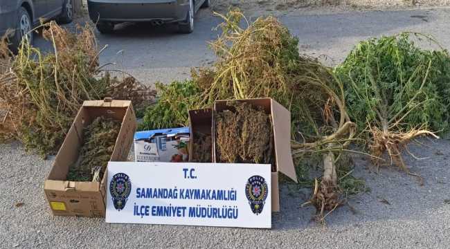 Hatay'da serada Hint keneviri yetiştiren şüpheli gözaltına alındı
