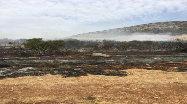 Hatay'da zeytin bahçesinde çıkan yangın söndürüldü 