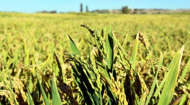 Kırıkkale'de çeltik verimi üreticilerin yüzünü güldürüyor