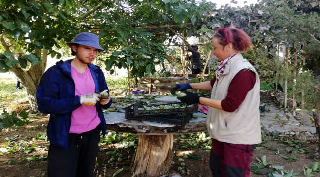Kırşehir'de organik tarım gönüllüsü yabancı turistler ceviz topladı