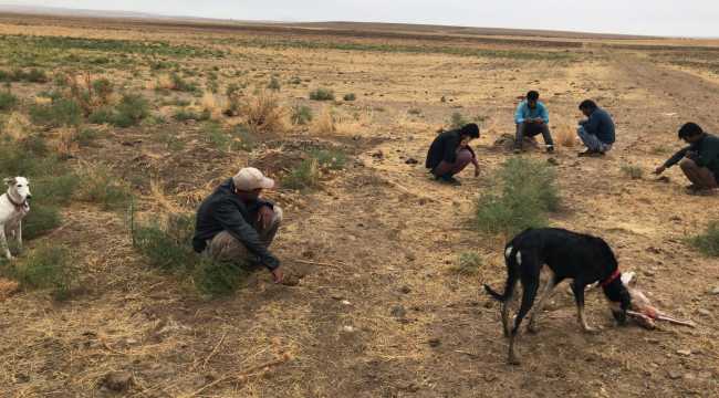 Konya'da köpeklerle tavşan avlayan 5 kişiye 14 bin 355 lira ceza kesildi