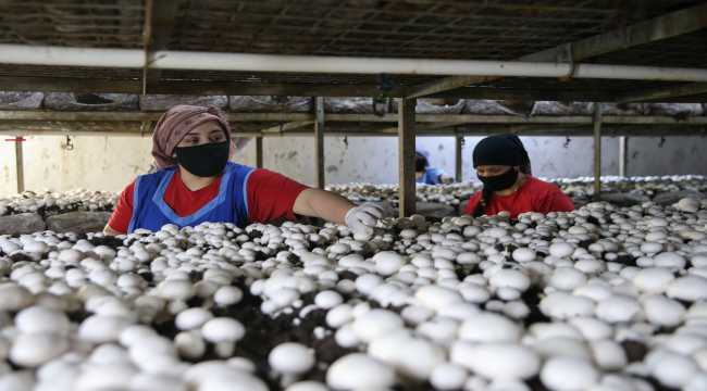 Kuraklık zamanı alternatif ürün olarak yetiştirilen mantar, ilçenin 