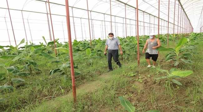 Osmaniye Tarım ve Orman Müdürü Bulut, muz serasında incelemede bulundu
