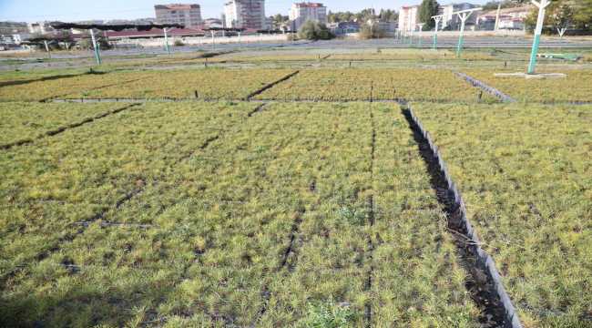 Sivas'ta 1 milyon fidan toprakla buluşturulacak