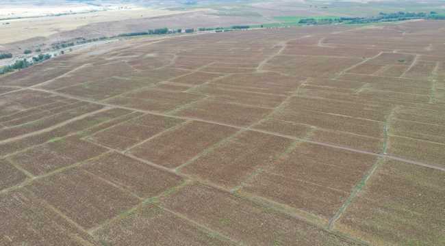 Sivas'ta 2 bin dönümlük arazide ayçiçeği hasadı yapıldı 