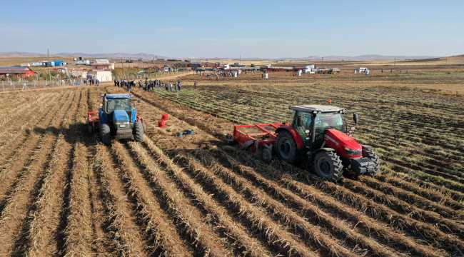 Sivas'ta mor patates ve şeker pancarı hasadı yapıldı 