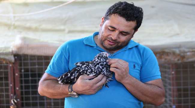 Süs tavuğu yetiştiricileri, yerli ırk tavukları dünyaya tanıtmak istiyor