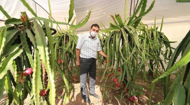 Tarım ve Orman İl Müdürü Recep Bulut, serada inceleme yaptı