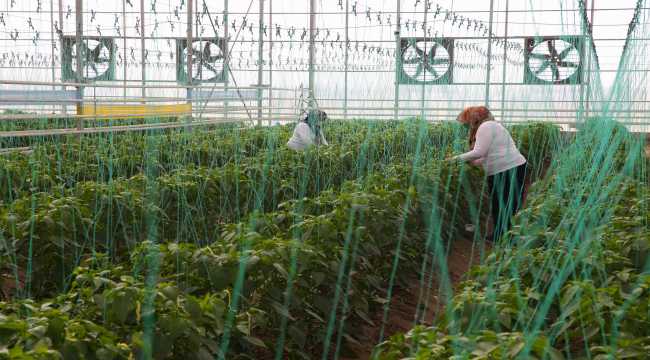 Türkiye'nin yerli ve milli sebze tohumları kadınlara emanet 