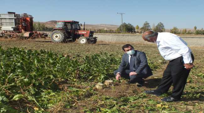 Ulaş'ta şeker pancarı hasadına başlandı 