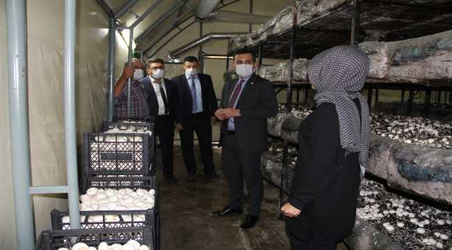 Yalıhüyük'e 2 mantar serası daha kuruluyor