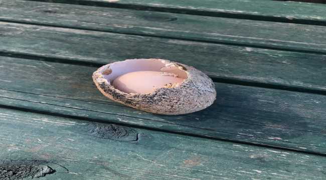 Adana'da arazide bulunan çift kabuklu tavuk yumurtası şaşırttı