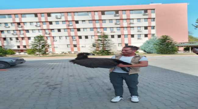 Adana'da hasta halde bulunan kara akbaba korumaya alındı 
