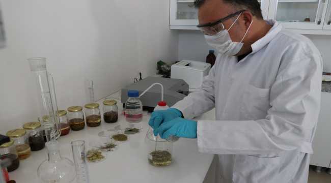 Aromatik bitki yağlarından takviye edici gıda üretildi