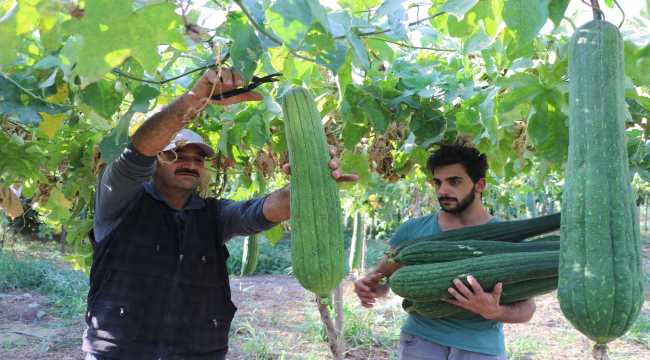 Asi Nehri kıyılarında yetiştirilen lif kabakları temizlik ürünlerine dönüştürülüyor 