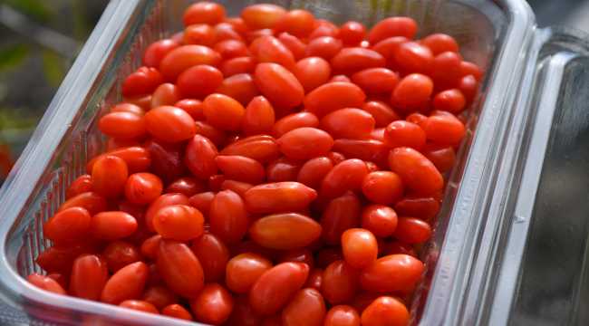 Köyde goji berry yetiştiren profesör çiftçilere örnek oluyor